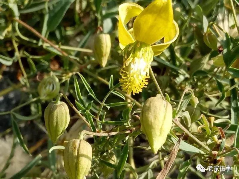 老家的印象和往事 (老家的印象介绍)