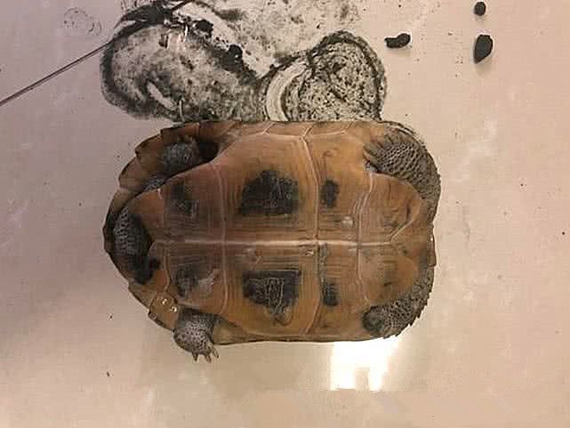 乌龟几天只吃不拉,乌龟几天不吃不喝背甲有什么变化