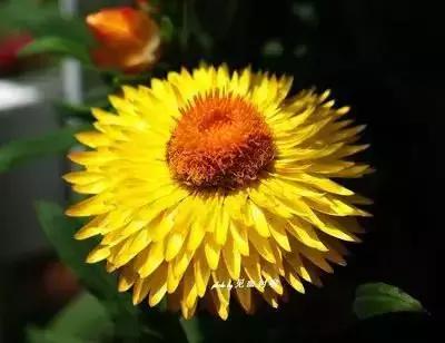 100种花的英文和花语是什么,100种花的花语以及送花礼仪分享