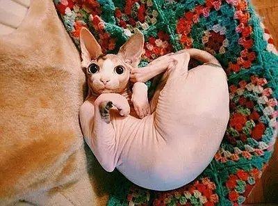 世界上最致命的猫黑足猫,世界十大奇特的猫你见过哪一种