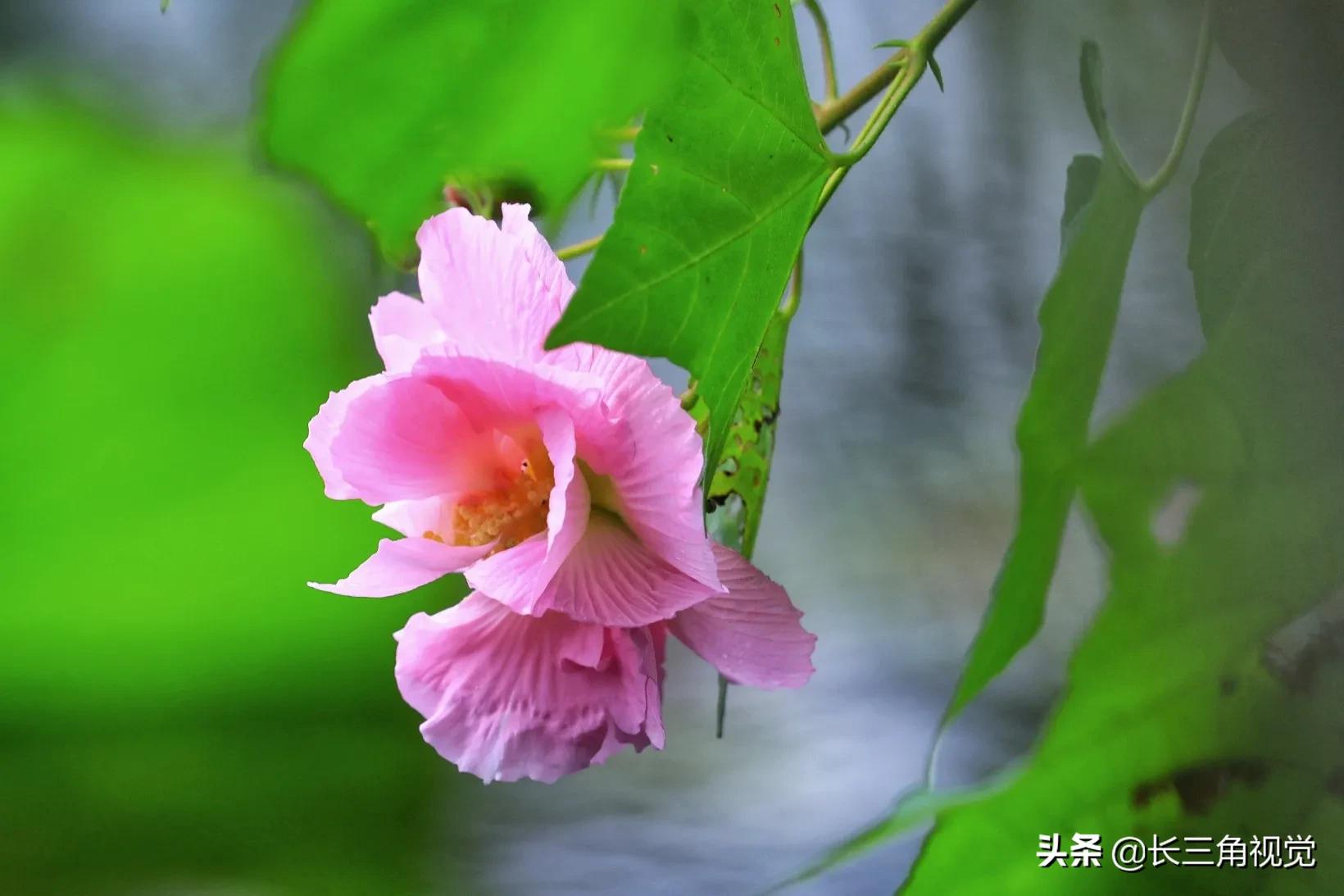 “断崖式”寒潮过后,湖州:晚秋芙蓉始盛开