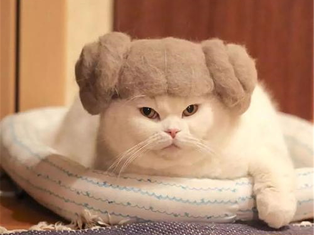 猫毛会引起过敏？唾液、皮屑才是根源，铲屎官需做好三点预防措施