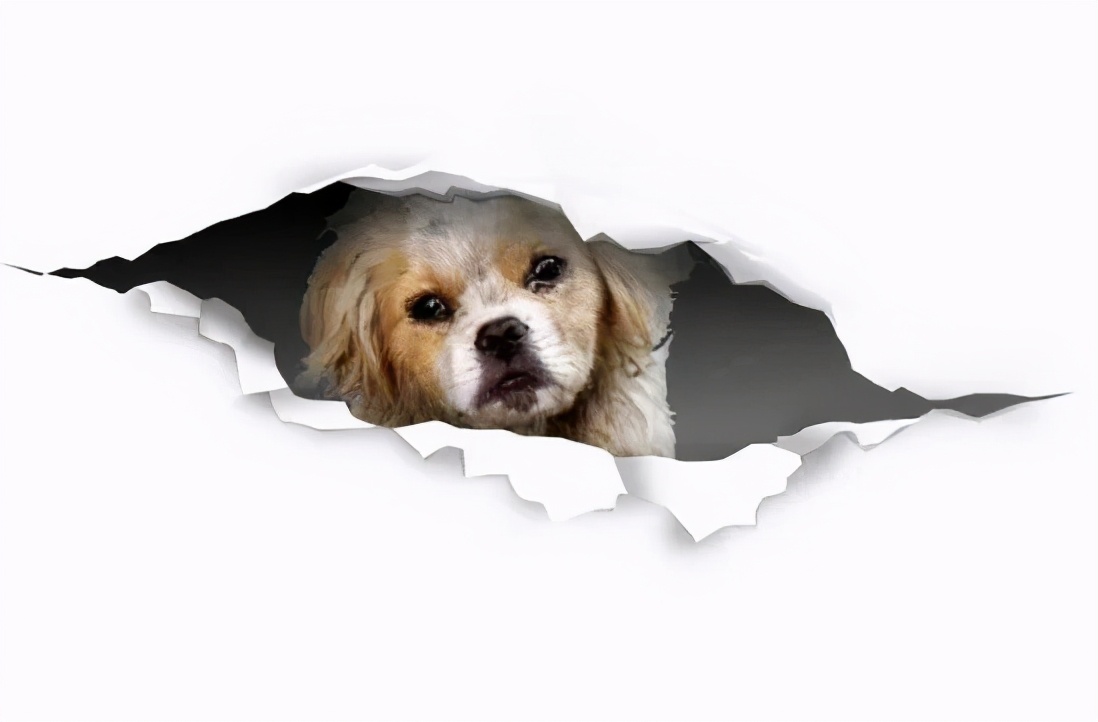 三明铲屎官,铲屎官注意有些养狗行为将被处罚