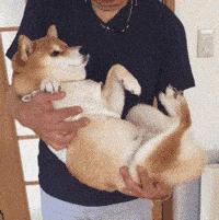 宝宝吃奶睡着放下就醒,宝宝在怀里能睡着一放下就醒