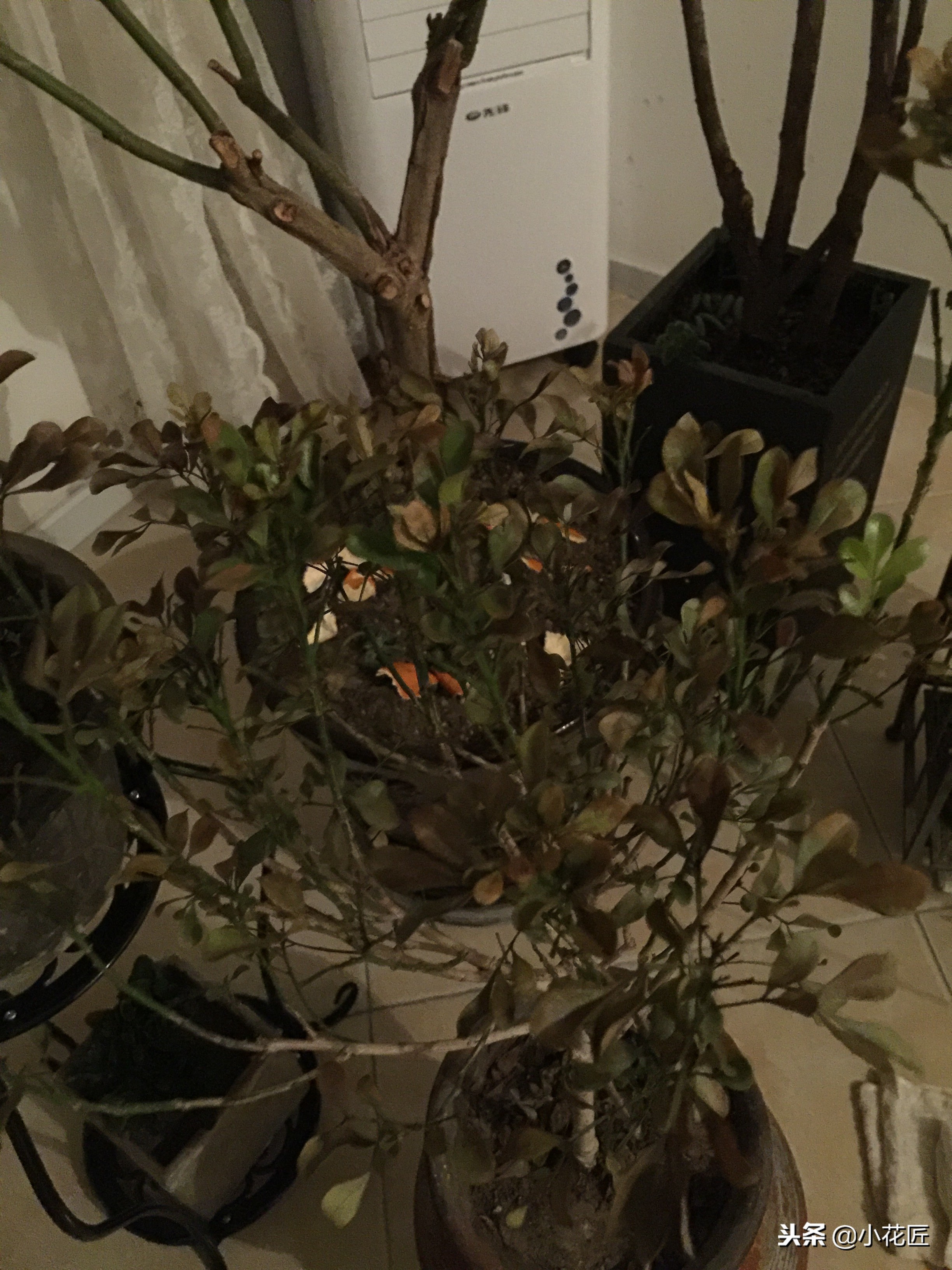 米兰干枯叶子全掉完了还能活吗,米兰花叶子干枯掉落怎么补救