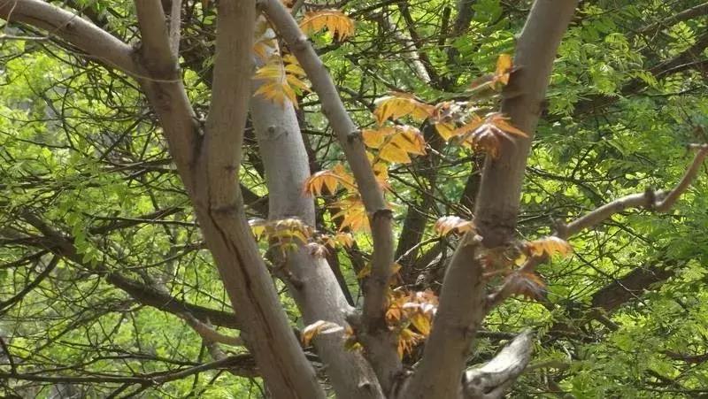 十大适合目前农村创业的项目,4个适合农村创业好路子