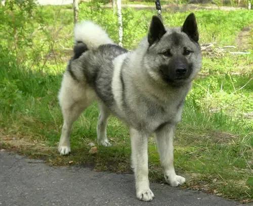 挪威猎麋犬是名犬吗,挪威猎麋犬的图片