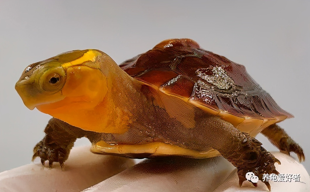 龟在冰箱如何冬眠,龟冬眠有哪些方式