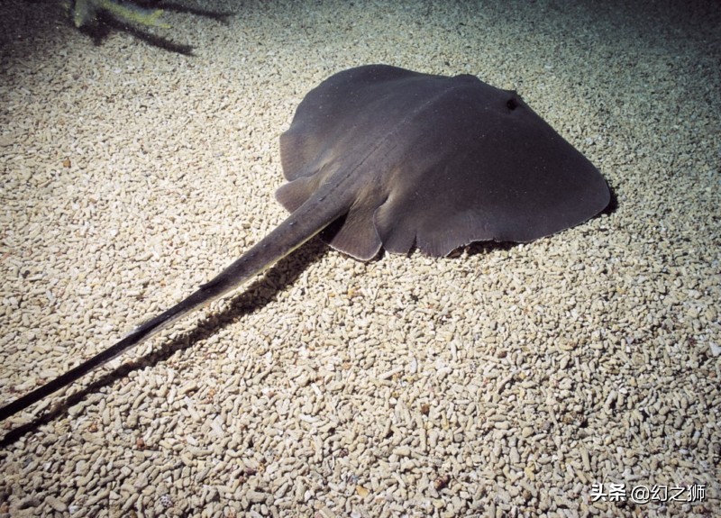 魟鱼的几个危险动作,魟鱼老是受惊吓