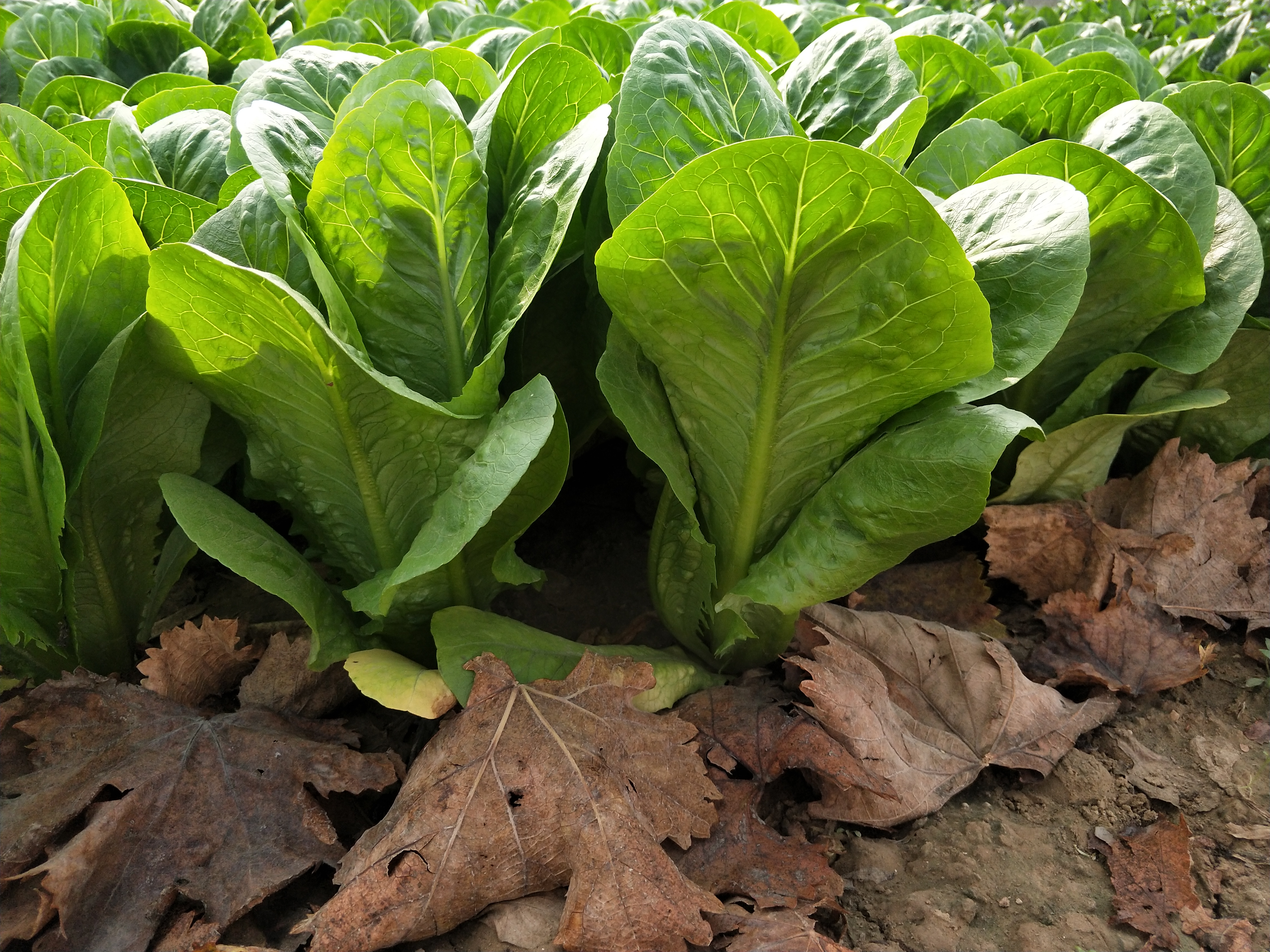 春天夏天适合种什么蔬菜,春天适合播种的蔬菜有哪些