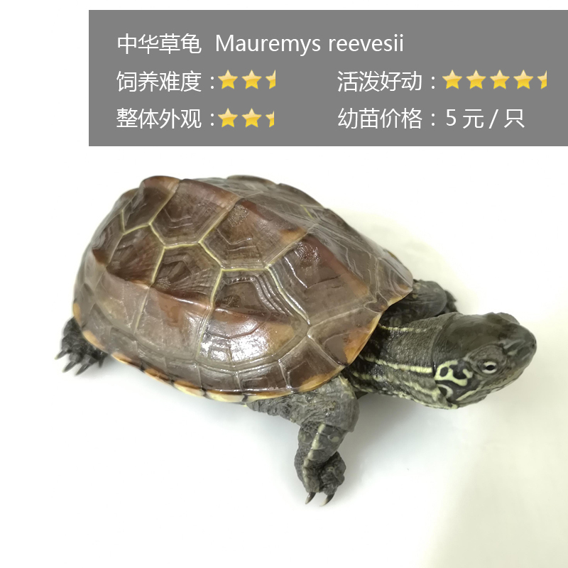 新手养龟哪种龟最好养,养龟新手应该选什么龟好