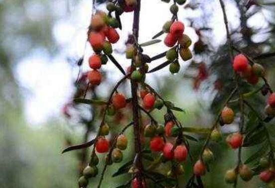 红豆杉掉果是怎么回事,红豆杉掉花苞怎么回事啊