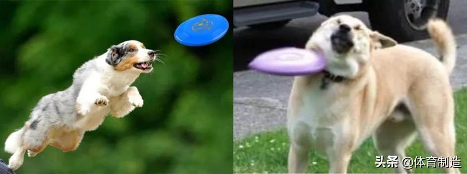 撞上了传说中的520、521，送TA什么呢？来2021体博会，我告诉你