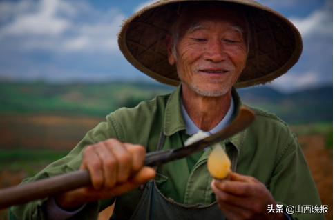 香甜的雪莲果,好吃的雪莲果哪里找