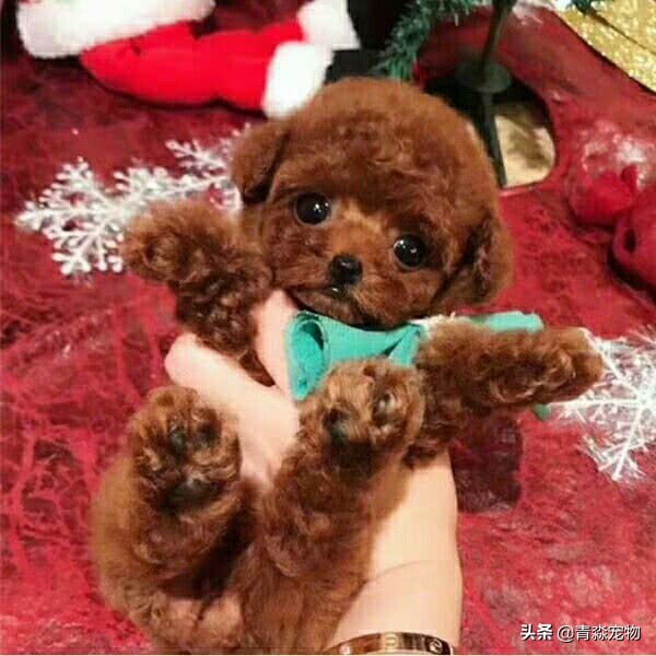 泰迪狗狗牙结石怎么去除,泰迪牙结石怎么去除