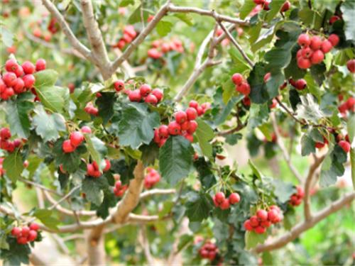 山楂树种植：科学规范管理山楂树，提高山楂树果实产量