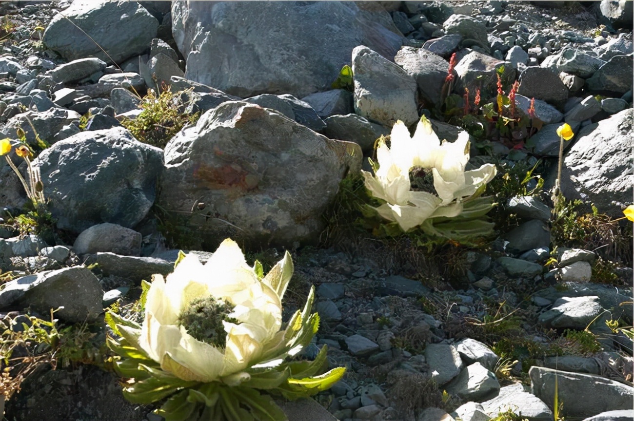 祖国北疆壮美山河,祖国大好河山新疆旅游