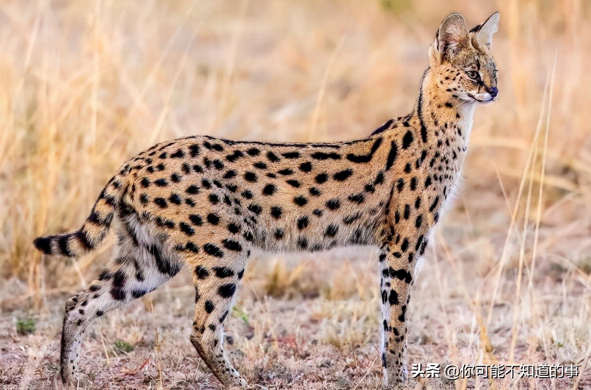 十大禁养名猫排行,10大禁养猫