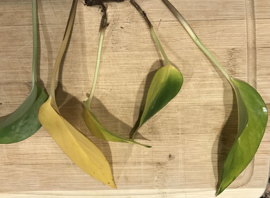 绿萝浇啤酒后叶子突然发黄怎么办,绿萝放在空调房里为什么叶子发黄