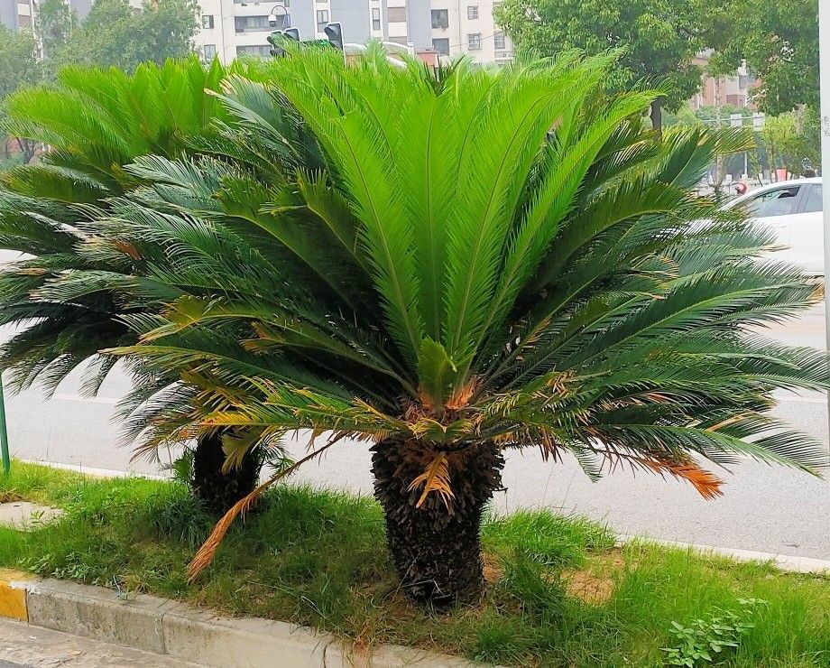 铁树分公铁树母铁树吗,铁树有雄铁树和雌铁树