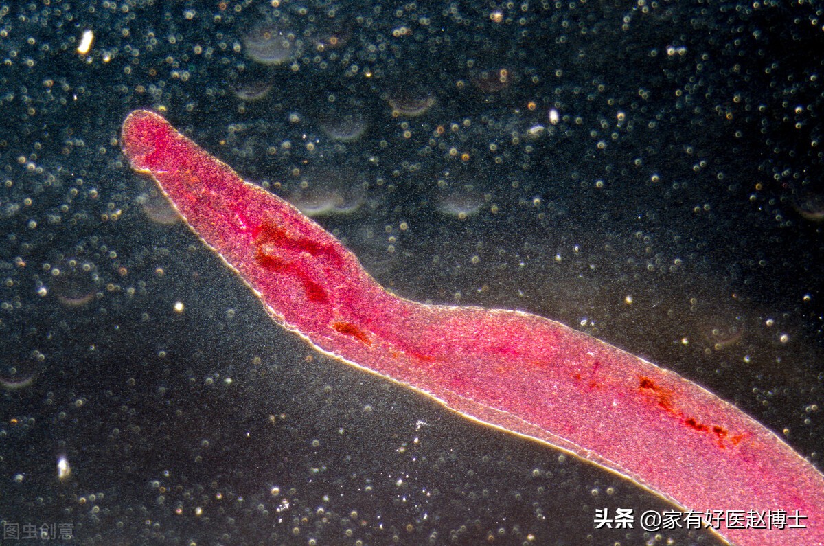 细菌、病毒、寄生虫也可致癌？防癌，务必远离7大常见致癌病原体