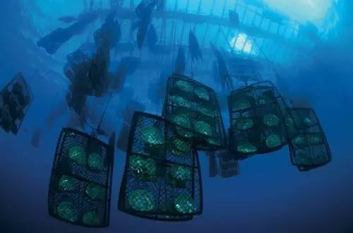 珍珠贝——用时间磨平伤痛，用温柔造就无双的美