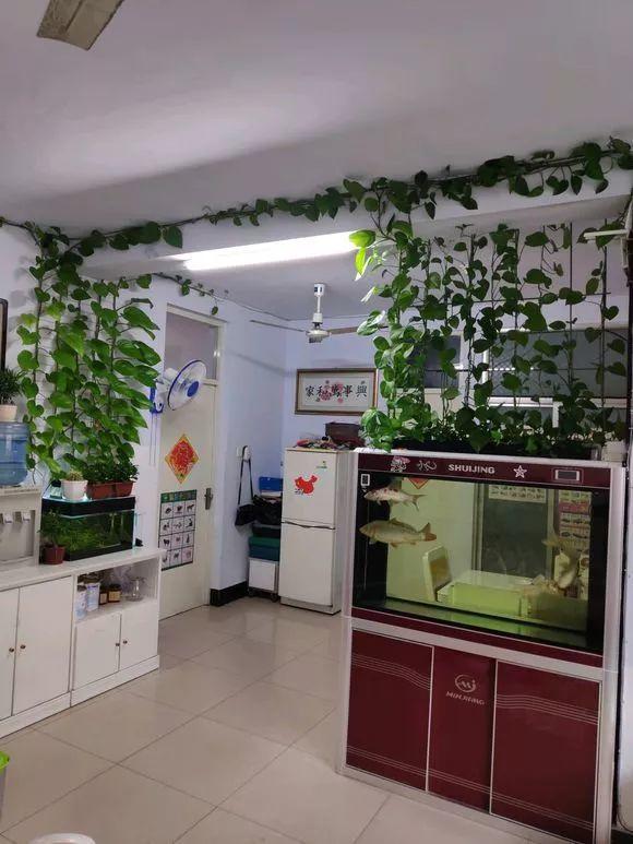 一盆绿萝就能让房子洋气到不行,绿萝改造大房子