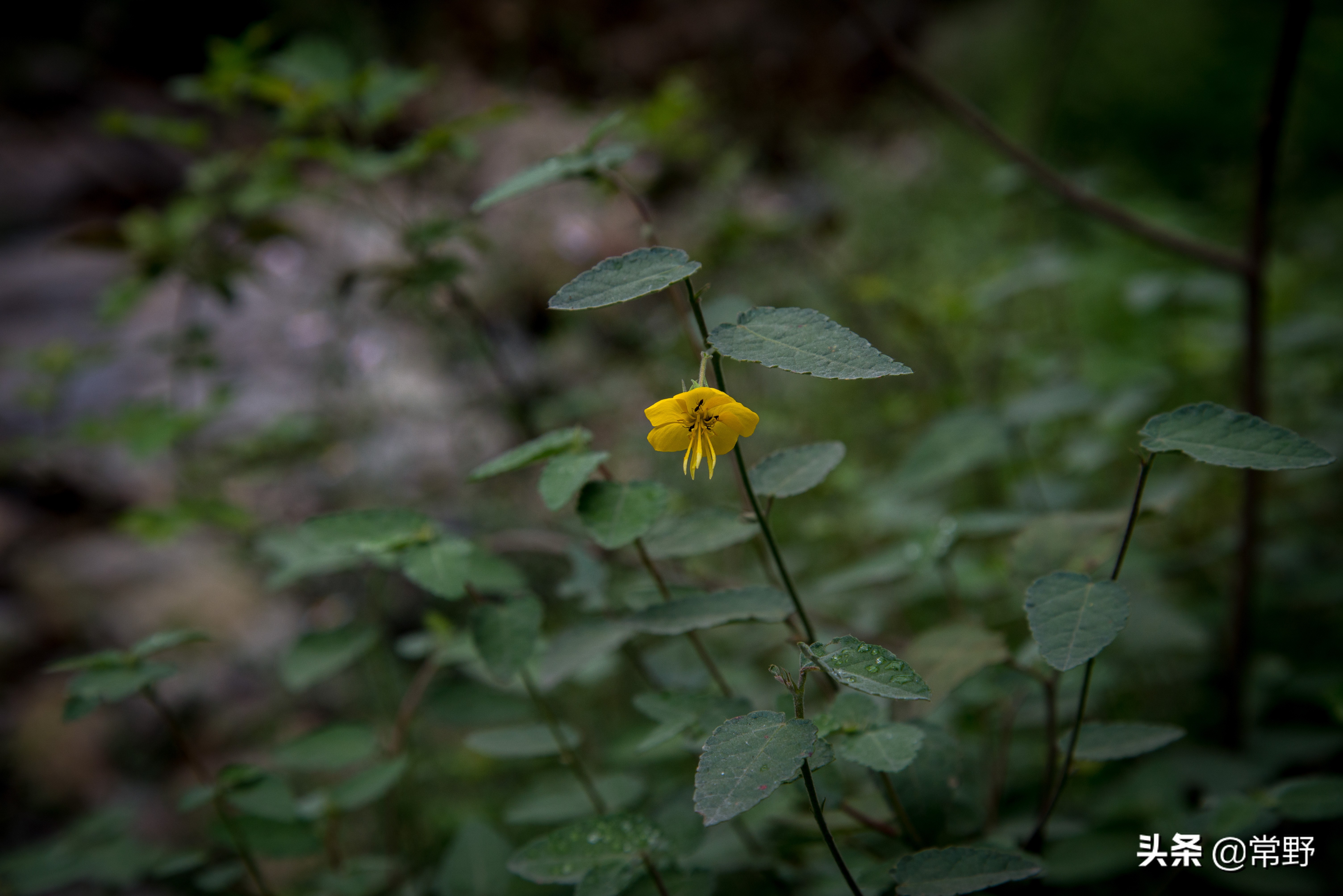 长沙谷山为什么叫谷山,长沙郊野公园