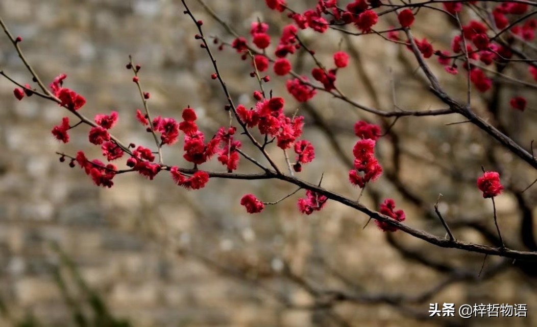 厚黑学鬼谷子的精髓是什么,厚黑学十句话读懂成功的核心