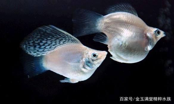 养观赏鱼十大忠告,新手养观赏鱼的十大禁忌