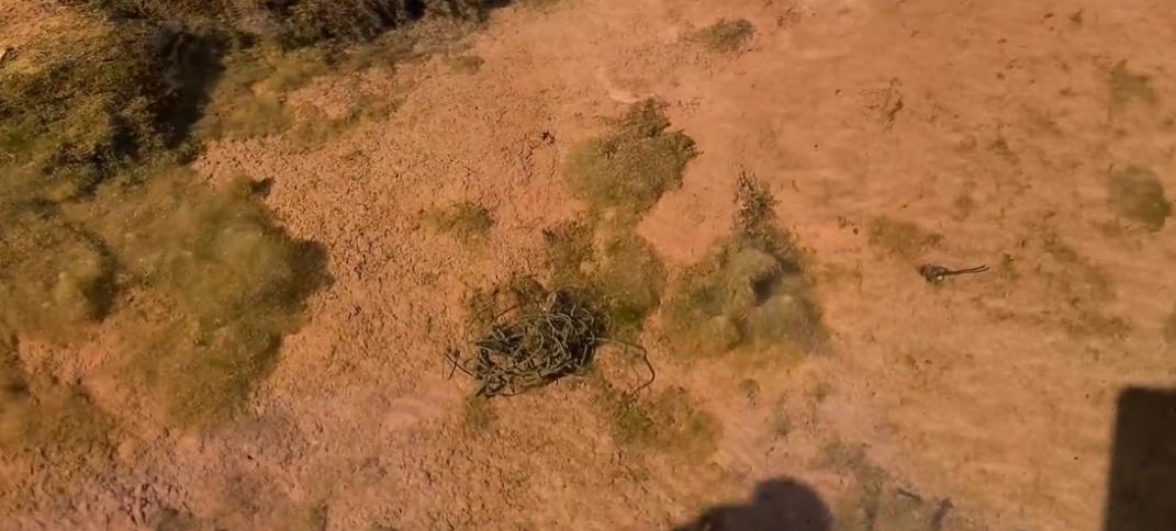 韩国铁线虫入侵电影完整版,韩国爆发铁线虫病是真的吗