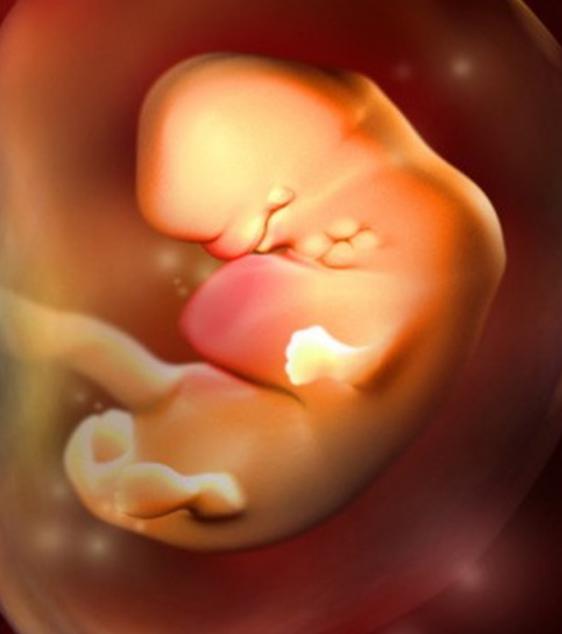 胎儿是怎样形成的全过程,胎儿形成的全过程图