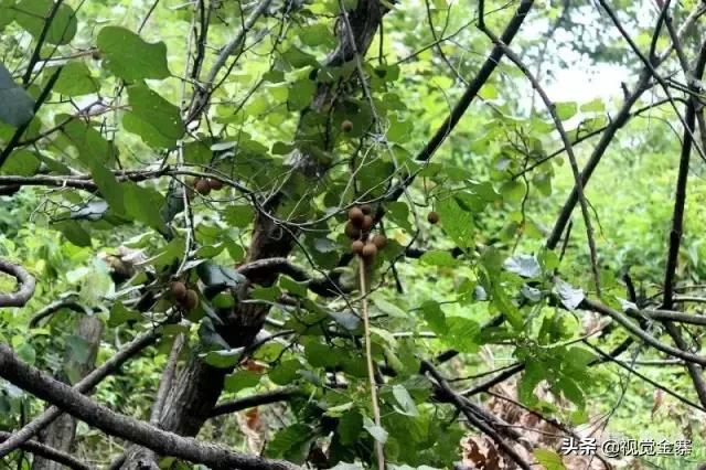 六安山上的野生猕猴桃,野生猕猴桃大山里大自然的馈赠