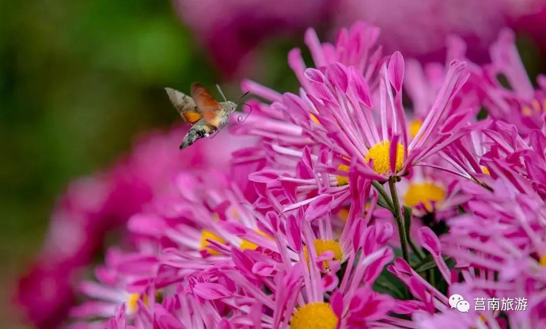 莒南自驾游免费景点大全图片,莒南春季游玩好去处推荐