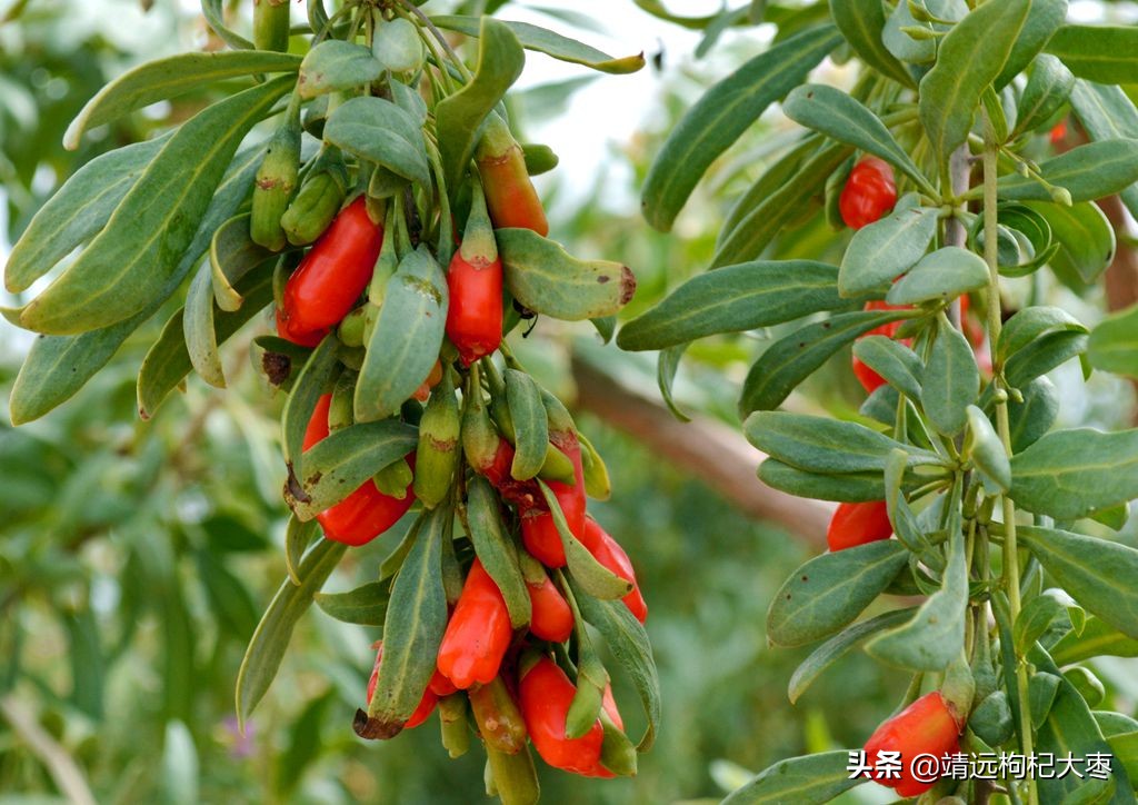 正常枸杞的鉴别方法