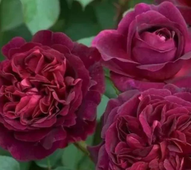 法国优雅黑玫瑰,高贵优雅的黑玫瑰