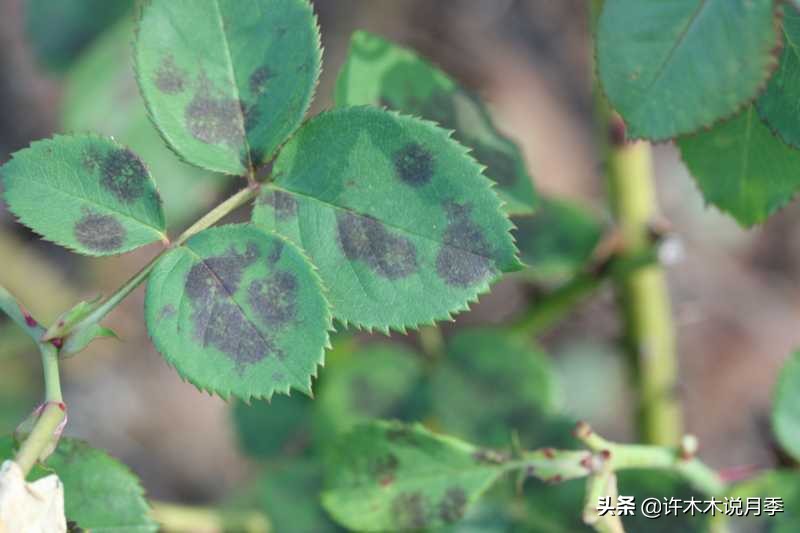 月季病害高清图,12种月季常见病害图解