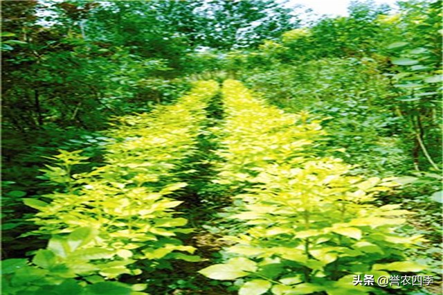 丛生白蜡栽植技术,兰州小叶白蜡种植