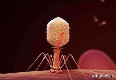 真菌与细菌细胞病毒区别,细菌病毒真菌微生物哪个厉害