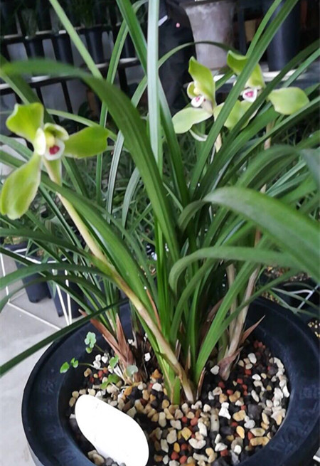 盆栽四季常开且有香味的花,家养盆栽香气浓郁的花