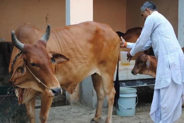 在印度牛被视为圣物不可吃,牛在印度为什么那么神圣被禁食