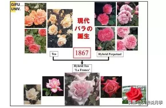 古老月季的魅力,40种中国古老月季