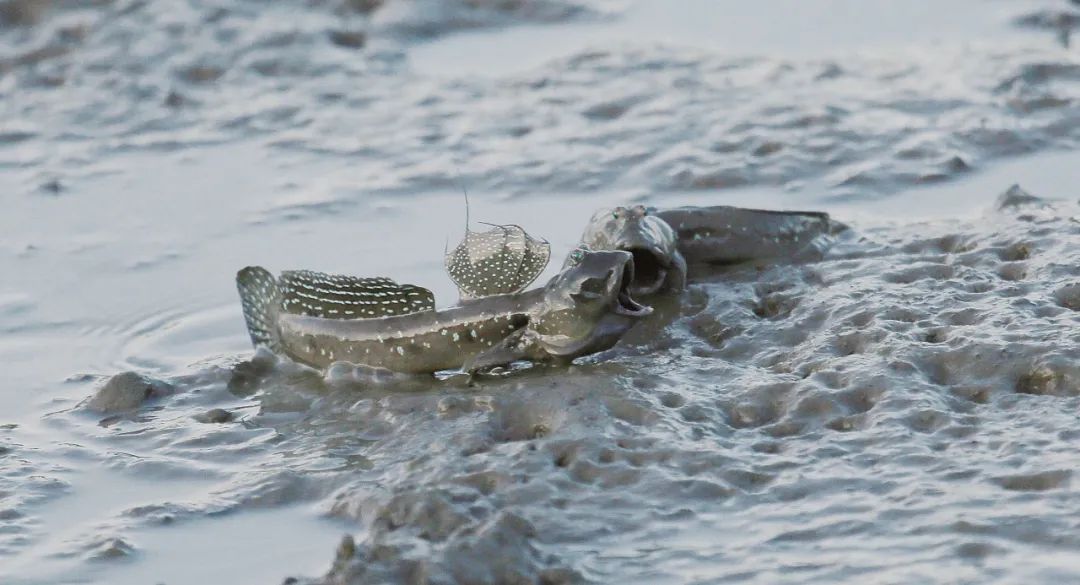 盘点那些大到离谱的淡水鱼,各种淡水鱼你认识吗