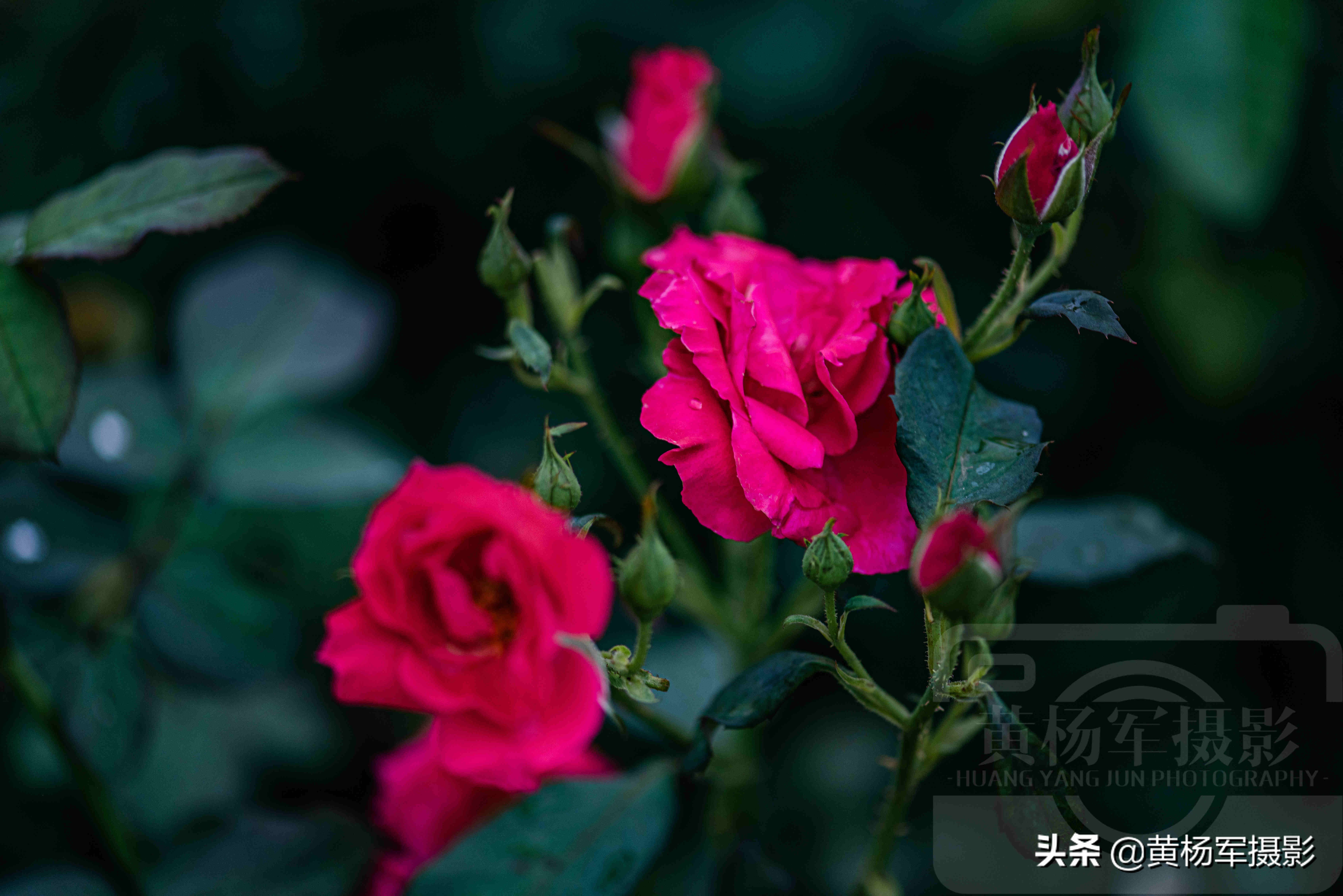 月季花娇艳夺目完整版,月季花美丽的特点