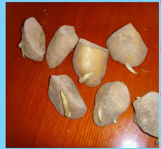 马铃薯组培苗栽培管理技术,马铃薯主要栽培技术