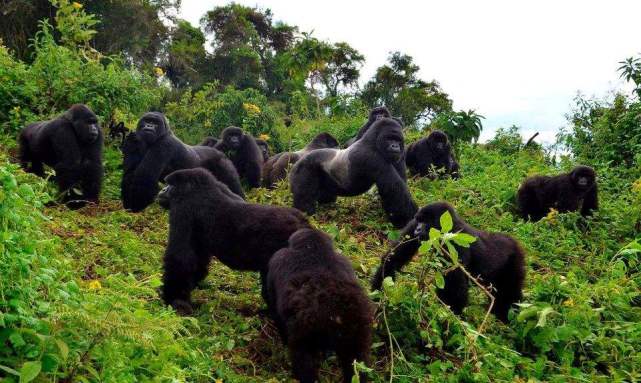 2007年刚果大猩猩被杀,乌干达大猩猩入狱11年