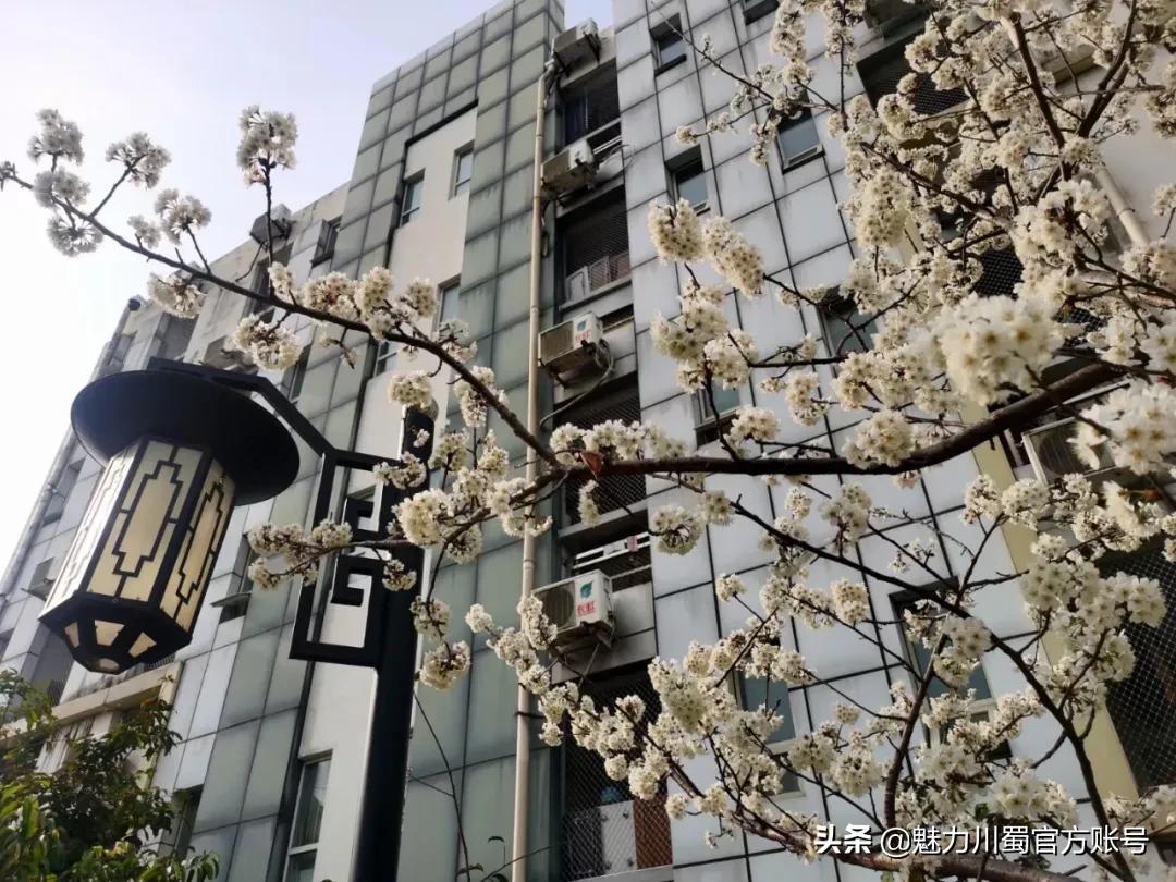 绵阳南山中学办学理念,家长评价绵阳南山中学真实水平