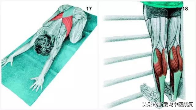 肌肉拉伸组图,最全的16种肌肉拉伸动作