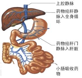 经常直肠给药有危害吗,直肠给药的危害案例