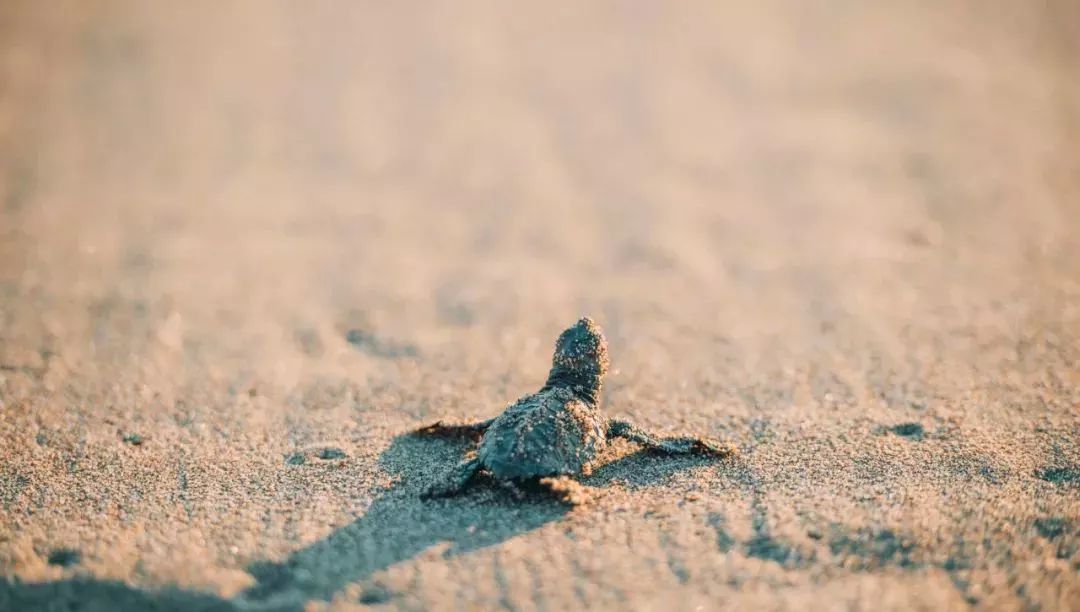 世界最贵酒店一晚460万,广东最贵别墅度假村